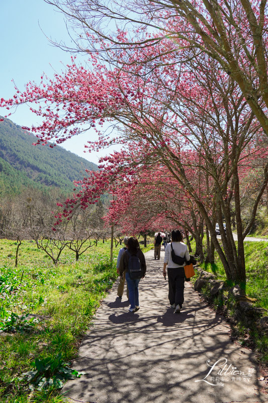武陵農場, 武陵農場住宿, 武陵, 武陵農場櫻花季, 賞櫻, 台灣櫻花, 賞櫻花景點, 櫻花季, 台中景點推薦 武陵農場, 武陵農場住宿, 武陵, 武陵農場櫻花季, 賞櫻, 台灣櫻花, 賞櫻花景點, 櫻花季, 台中景點推薦