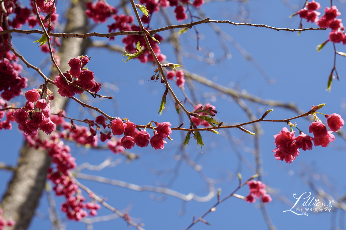 武陵農場, 武陵農場住宿, 武陵, 武陵農場櫻花季, 賞櫻, 台灣櫻花, 賞櫻花景點, 櫻花季, 台中景點推薦 武陵農場, 武陵農場住宿, 武陵, 武陵農場櫻花季, 賞櫻, 台灣櫻花, 賞櫻花景點, 櫻花季, 台中景點推薦