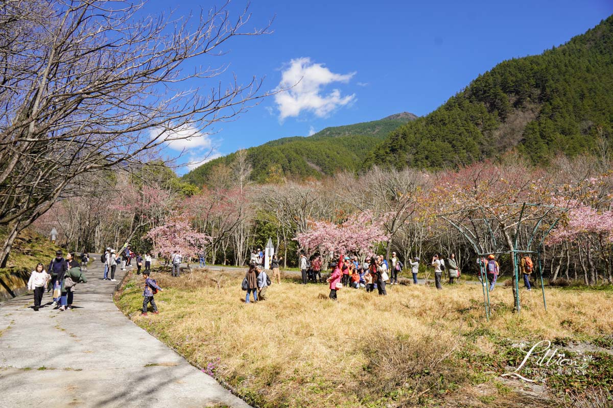 武陵農場, 武陵農場住宿, 武陵, 武陵農場櫻花季, 賞櫻, 台灣櫻花, 賞櫻花景點, 櫻花季, 台中景點推薦 武陵農場, 武陵農場住宿, 武陵, 武陵農場櫻花季, 賞櫻, 台灣櫻花, 賞櫻花景點, 櫻花季, 台中景點推薦