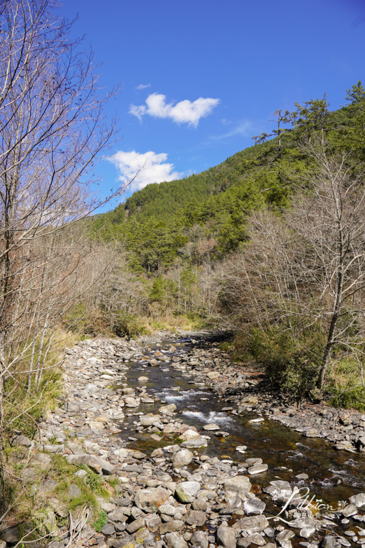 武陵農場, 武陵農場住宿, 武陵, 武陵農場櫻花季, 賞櫻, 台灣櫻花, 賞櫻花景點, 櫻花季, 台中景點推薦 武陵農場, 武陵農場住宿, 武陵, 武陵農場櫻花季, 賞櫻, 台灣櫻花, 賞櫻花景點, 櫻花季, 台中景點推薦