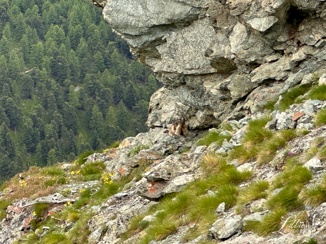 策馬特, 策馬特zermatt, 策馬特景點, 策馬特車站, 洛特洪峰, 羅特洪峰, 瑞士策馬特, 馬特洪峰, 瑞士馬特洪峰, 策馬特馬特洪峰, 策馬特五湖健行, 瑞士五湖健行, Rothorn, sunnegga, blauherd, stellisee