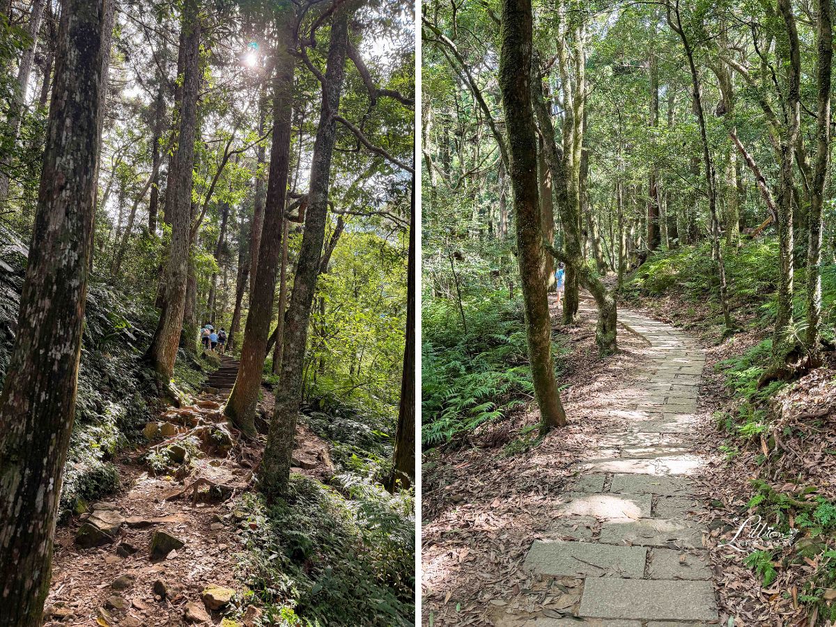東眼山國家森林遊樂區, 東眼山天氣, 東眼山門票, 東眼山遊客中心, 東眼山步道要走多久, 東眼山步道, 東眼山森林遊樂區, 桃園親子, 桃園親子景點, 桃園親子一日遊, 桃園兒童景點, 復興鄉景點, 桃園復興鄉, 復興鄉親子景點, 小百岳, 桃園步道, 桃園 爬山, 桃園登山步道, 台灣小百岳, 桃園小百岳, 北部小百岳