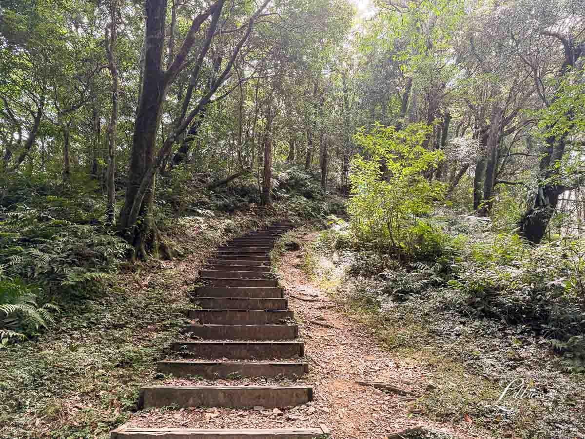 東眼山國家森林遊樂區, 東眼山天氣, 東眼山門票, 東眼山遊客中心, 東眼山步道要走多久, 東眼山步道, 東眼山森林遊樂區, 桃園親子, 桃園親子景點, 桃園親子一日遊, 桃園兒童景點, 復興鄉景點, 桃園復興鄉, 復興鄉親子景點, 小百岳, 桃園步道, 桃園 爬山, 桃園登山步道, 台灣小百岳, 桃園小百岳, 北部小百岳