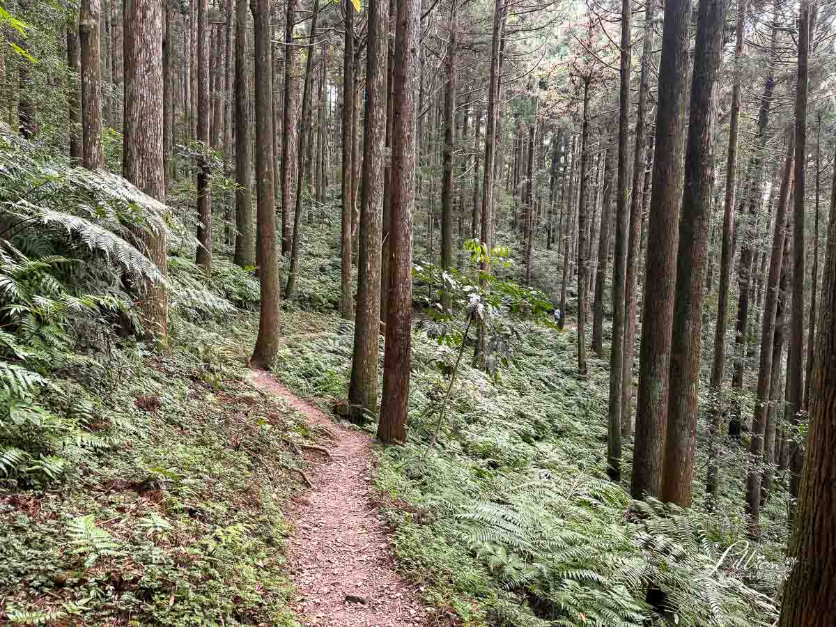 東眼山國家森林遊樂區, 東眼山天氣, 東眼山門票, 東眼山遊客中心, 東眼山步道要走多久, 東眼山步道, 東眼山森林遊樂區, 桃園親子, 桃園親子景點, 桃園親子一日遊, 桃園兒童景點, 復興鄉景點, 桃園復興鄉, 復興鄉親子景點, 小百岳, 桃園步道, 桃園 爬山, 桃園登山步道, 台灣小百岳, 桃園小百岳, 北部小百岳