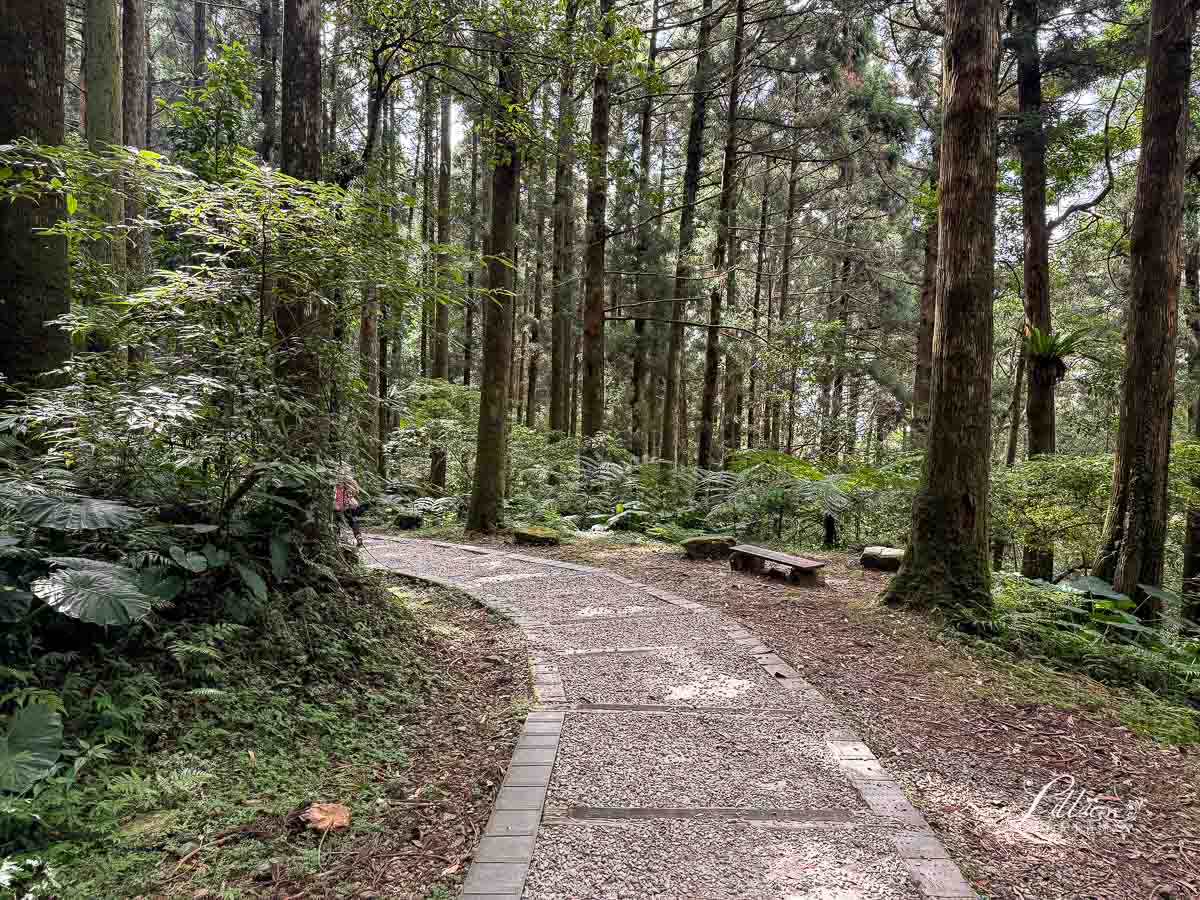 東眼山國家森林遊樂區, 東眼山天氣, 東眼山門票, 東眼山遊客中心, 東眼山步道要走多久, 東眼山步道, 東眼山森林遊樂區, 桃園親子, 桃園親子景點, 桃園親子一日遊, 桃園兒童景點, 復興鄉景點, 桃園復興鄉, 復興鄉親子景點, 小百岳, 桃園步道, 桃園 爬山, 桃園登山步道, 台灣小百岳, 桃園小百岳, 北部小百岳
