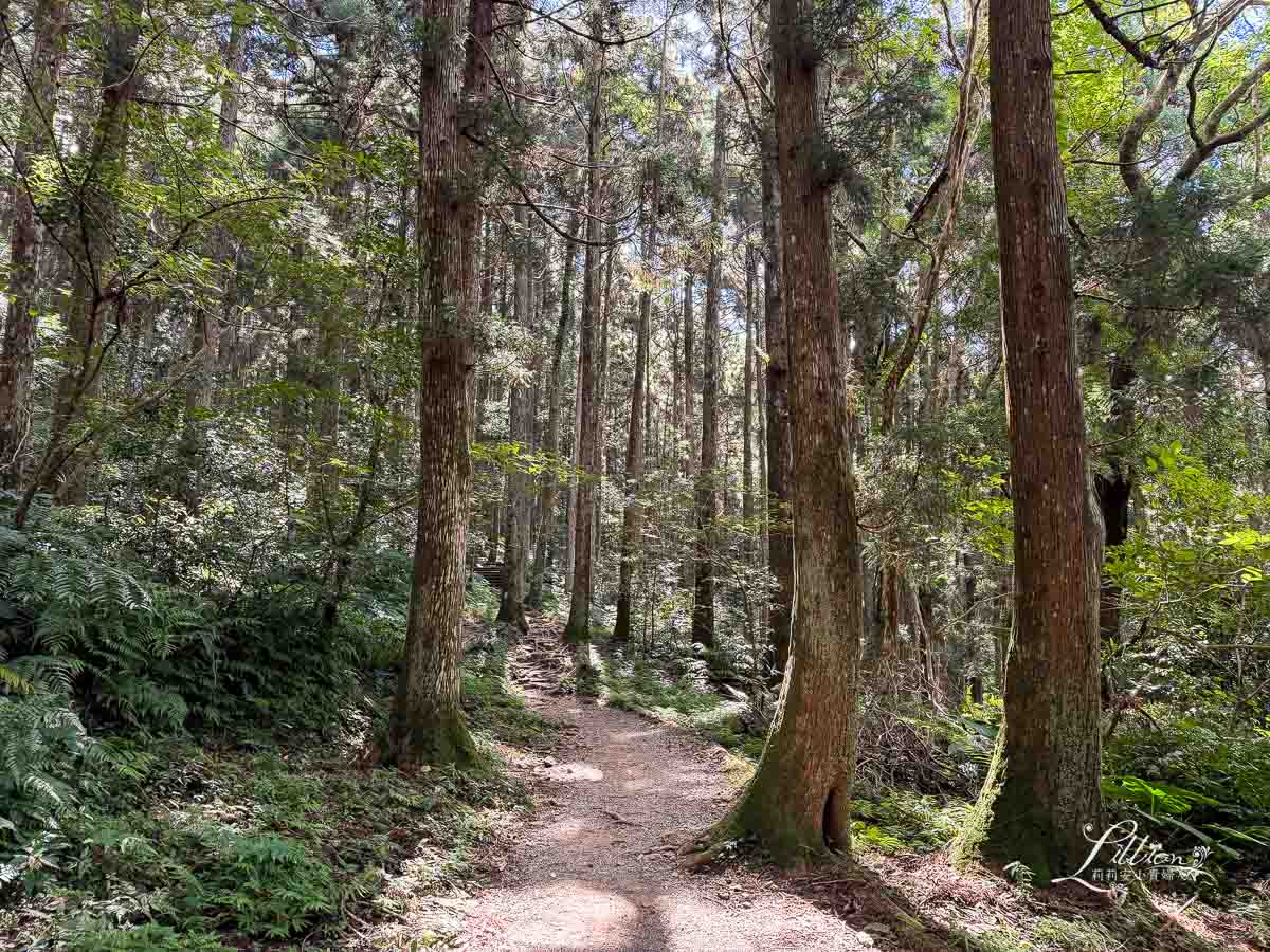 東眼山國家森林遊樂區, 東眼山天氣, 東眼山門票, 東眼山遊客中心, 東眼山步道要走多久, 東眼山步道, 東眼山森林遊樂區, 桃園親子, 桃園親子景點, 桃園親子一日遊, 桃園兒童景點, 復興鄉景點, 桃園復興鄉, 復興鄉親子景點, 小百岳, 桃園步道, 桃園 爬山, 桃園登山步道, 台灣小百岳, 桃園小百岳, 北部小百岳