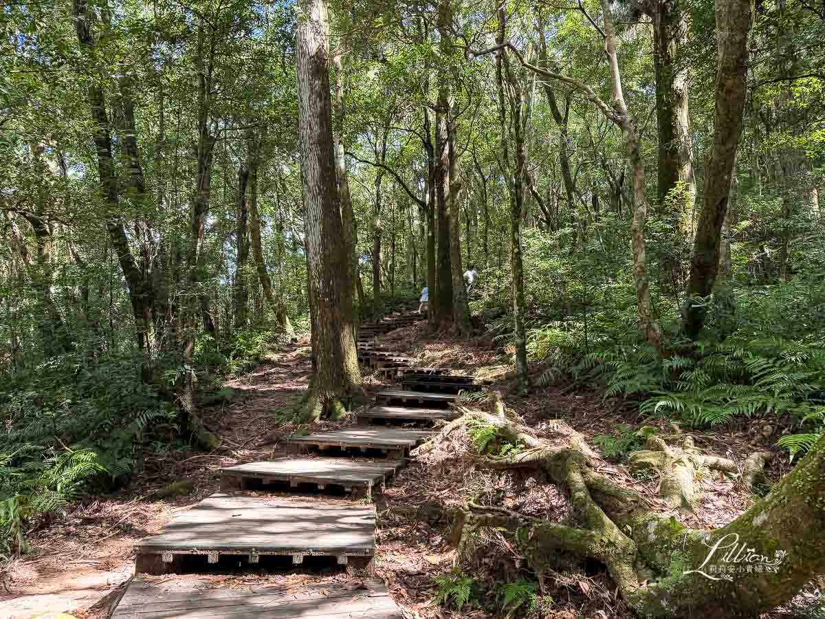 東眼山國家森林遊樂區, 東眼山天氣, 東眼山門票, 東眼山遊客中心, 東眼山步道要走多久, 東眼山步道, 東眼山森林遊樂區, 桃園親子, 桃園親子景點, 桃園親子一日遊, 桃園兒童景點, 復興鄉景點, 桃園復興鄉, 復興鄉親子景點, 小百岳, 桃園步道, 桃園 爬山, 桃園登山步道, 台灣小百岳, 桃園小百岳, 北部小百岳