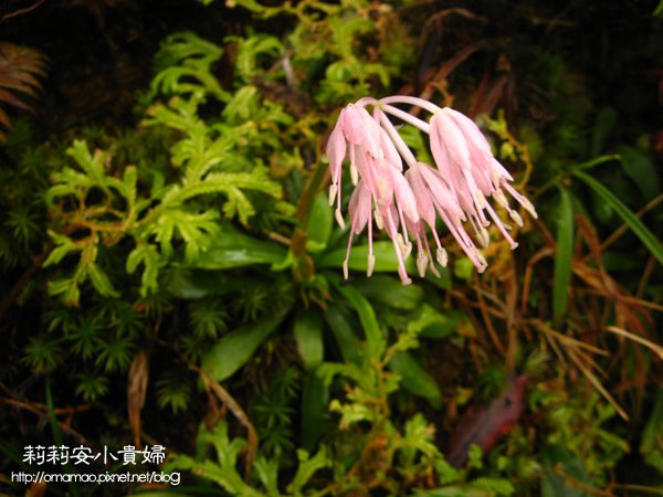 延伸閱讀：【屏東台東】清朝開山撫番的浸水營古道