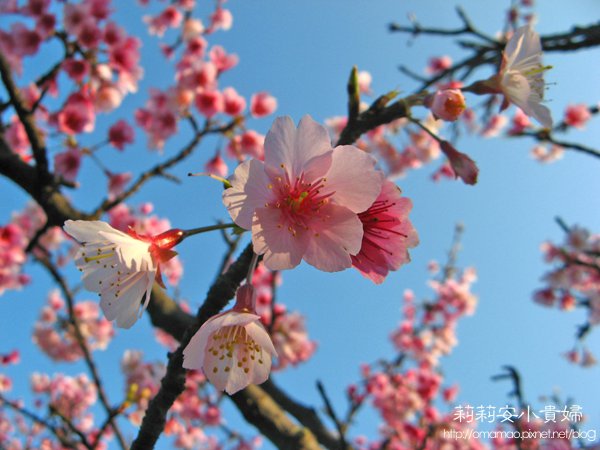 三芝賞櫻,北海岸自行車道,台北三芝,台北旅遊,台北景點推薦,台灣,台灣台北,新北市,旅行,芝柏山莊 @莉莉安小貴婦旅行札記