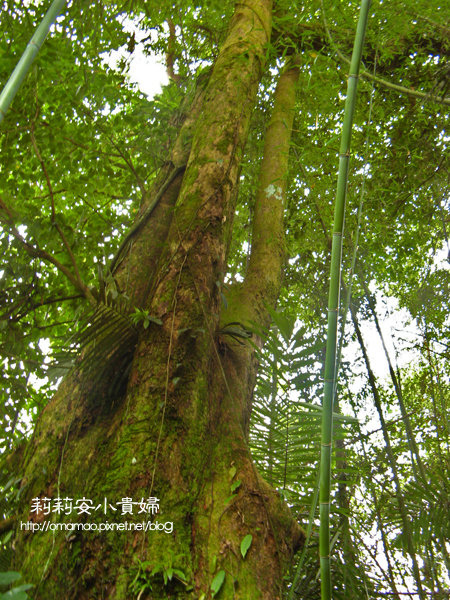 阿里山樂野部落