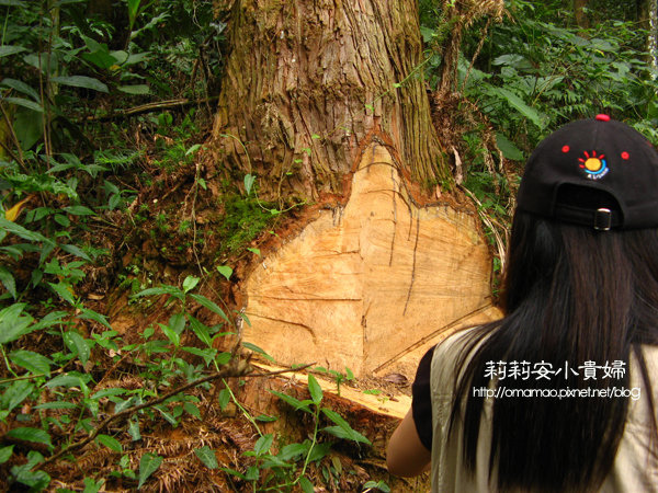 阿里山樂野部落