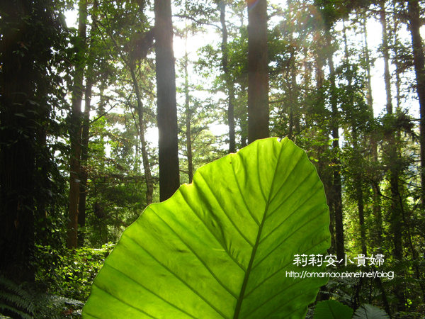 阿里山樂野部落