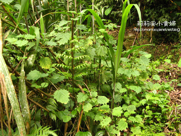 阿里山樂野部落