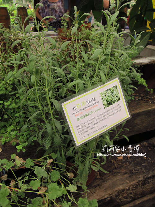 台北花卉村