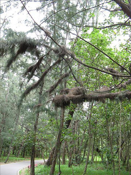 台東,台東森林公園,多良,琵琶湖